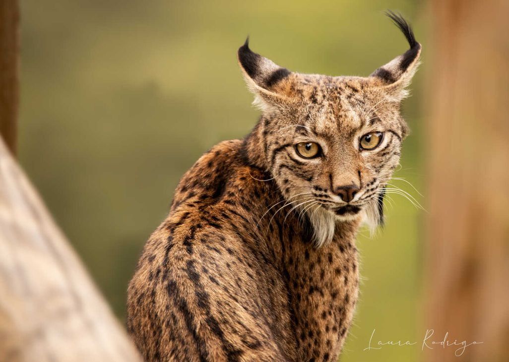 Lince ibérico del Parque Natural Sierra de Andújar