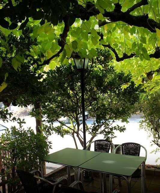 Terraza del restaurante bajo un gran árbol